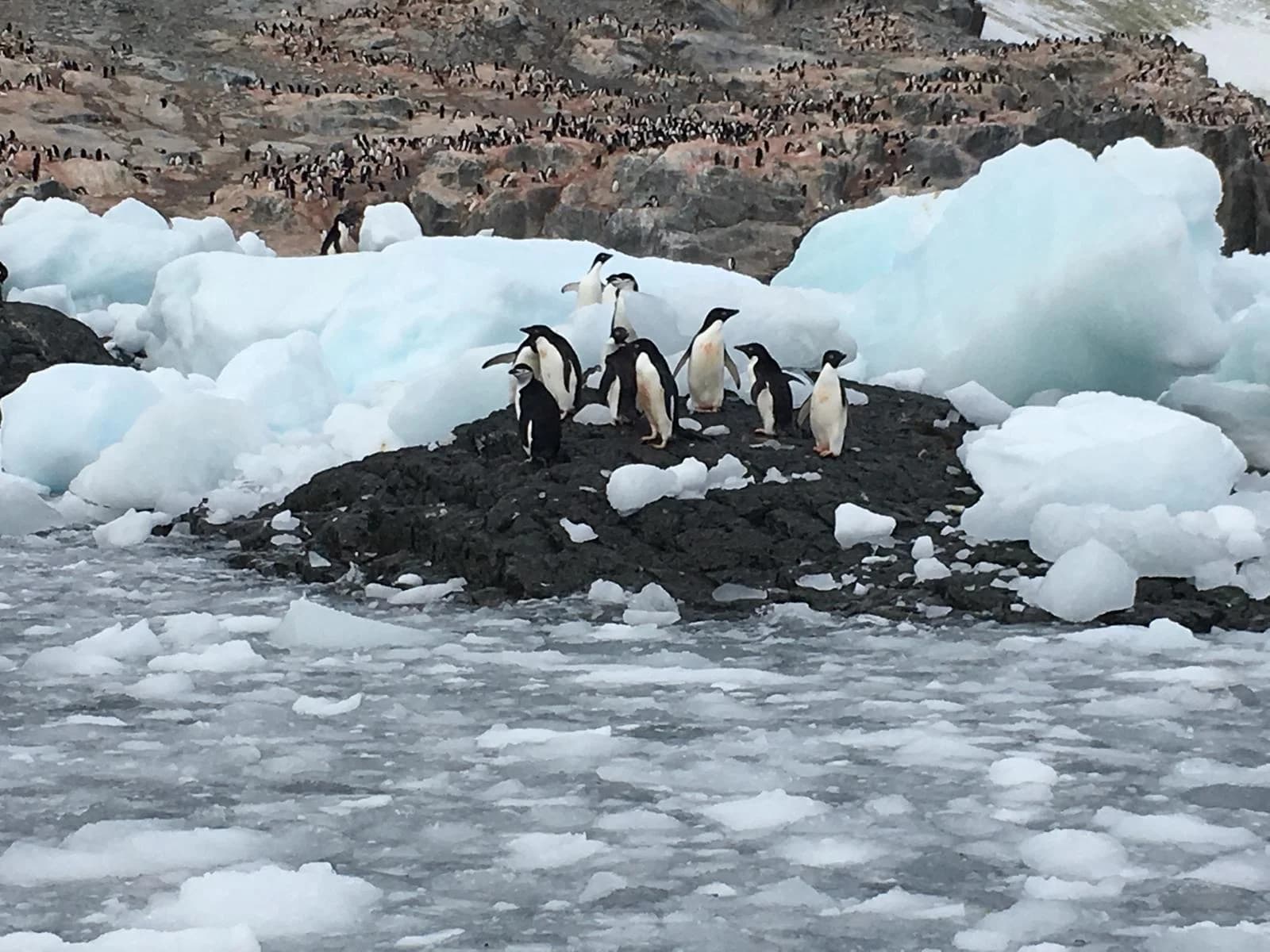 A gentoo penguin colony